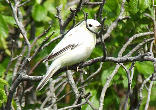 Leucistic Sedge Warbler